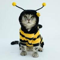 Bees Cats (BC)