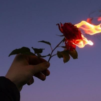 roses (&lrm; &lrm;)