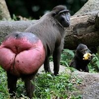 UNGA UNGA (UNGA)