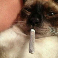 tralaleritos (trala)