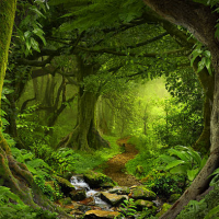 SELVA (SELVA)
