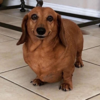 CACHORRO PERDIGAO (PERDIGAO)