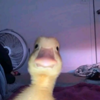 duckhero (duck)