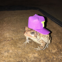 Frogs in the pond (Frogs)
