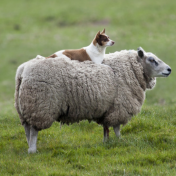 Sheep of a Pregnant Dog (SPD)